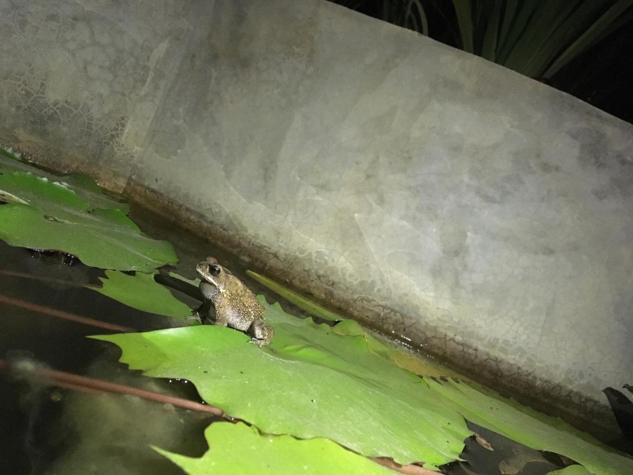 Casa Vana Hiriketiya Dikwella Kültér fotó